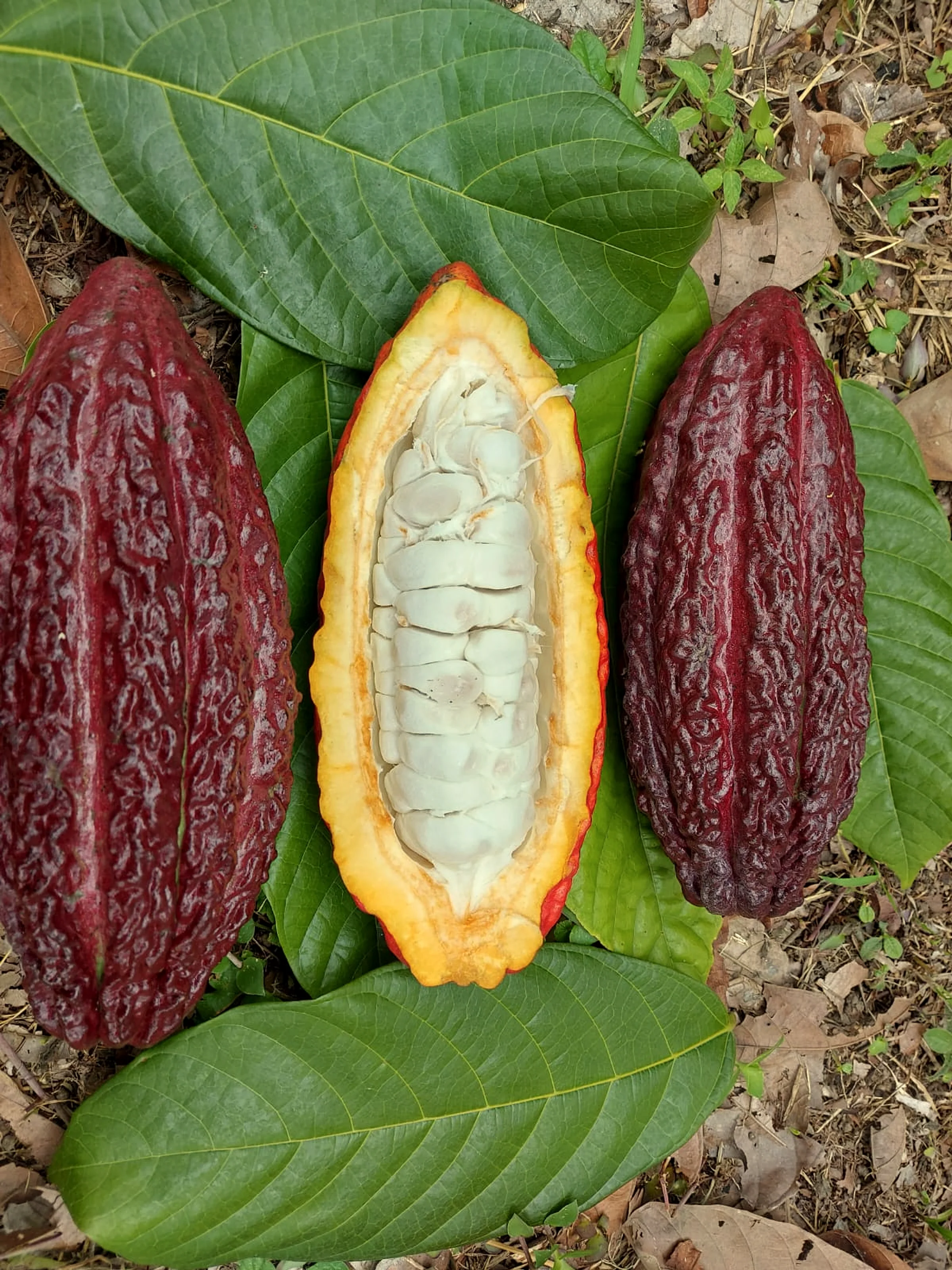 A Trinitario cacao pod in close-up, the heritage object that anchors the Verum Mane house.